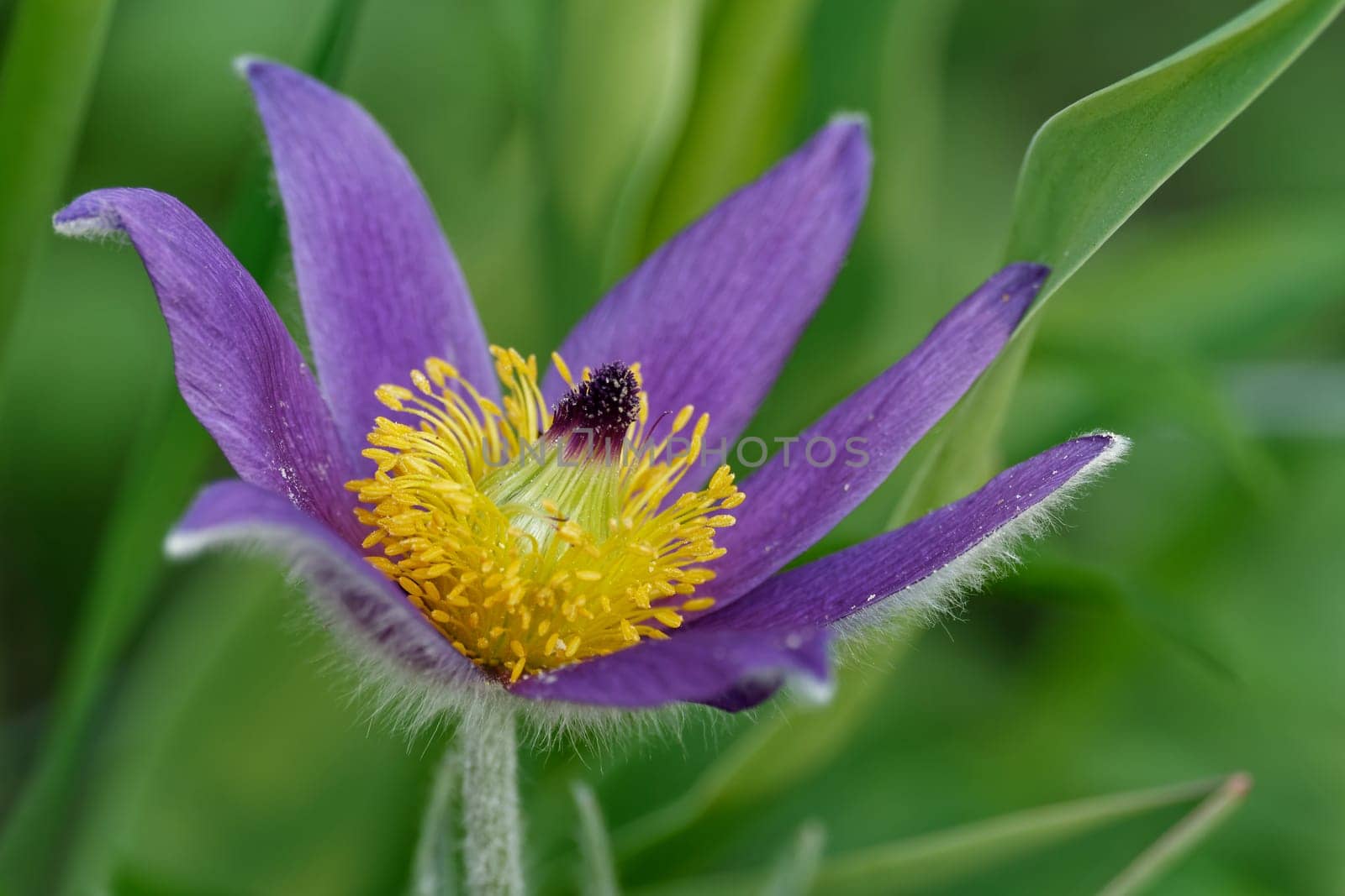 pasque flower in spring