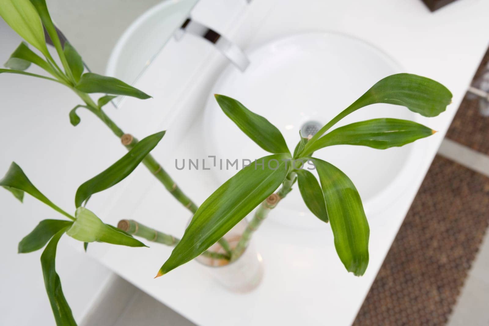 High angle view of a plant on a bathroom sink