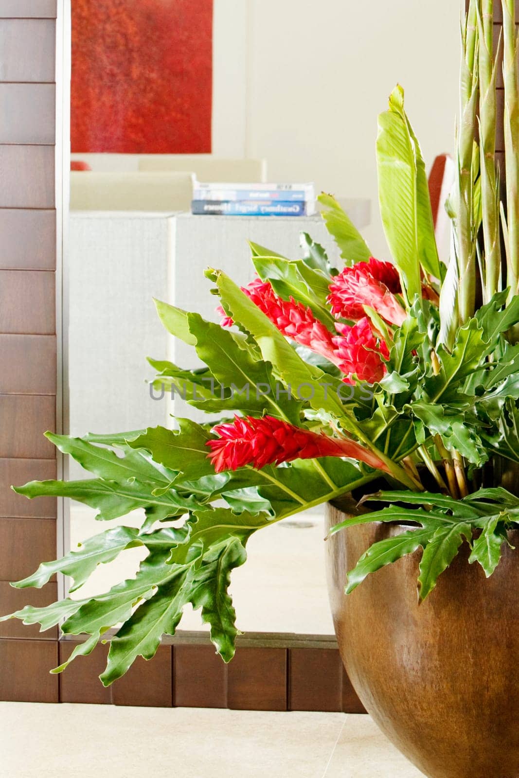 Close-up of a houseplant in front of a mirror