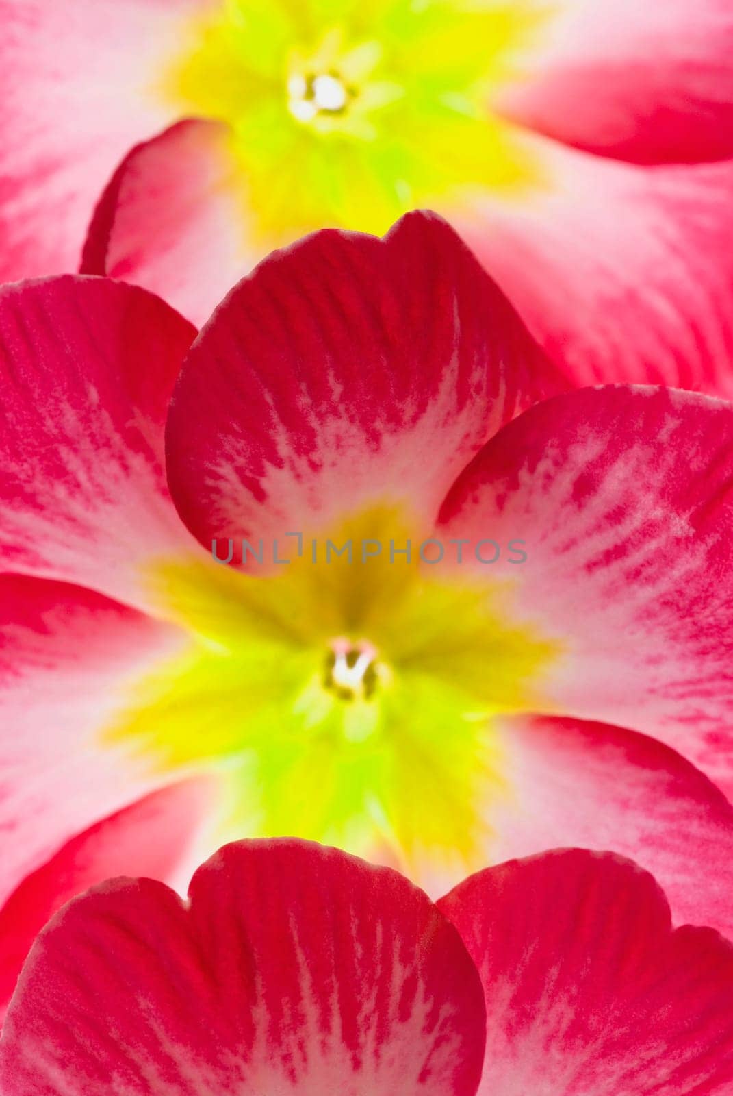 Close_up of flowers