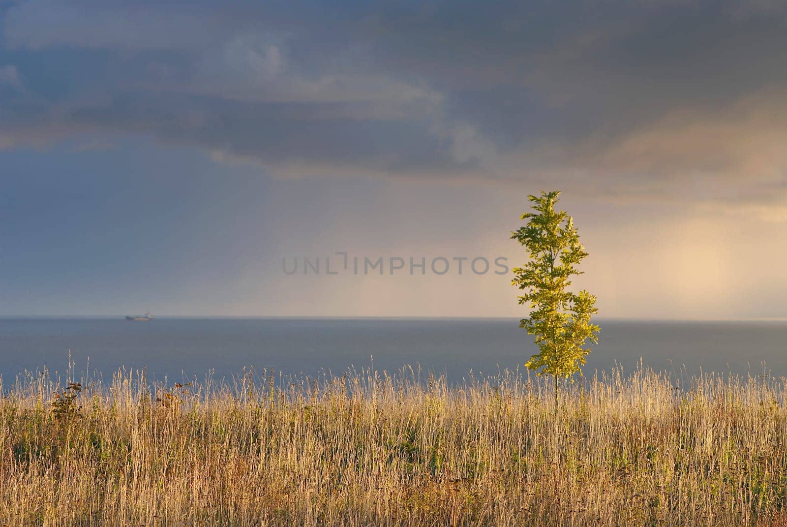 Plant on the seaside