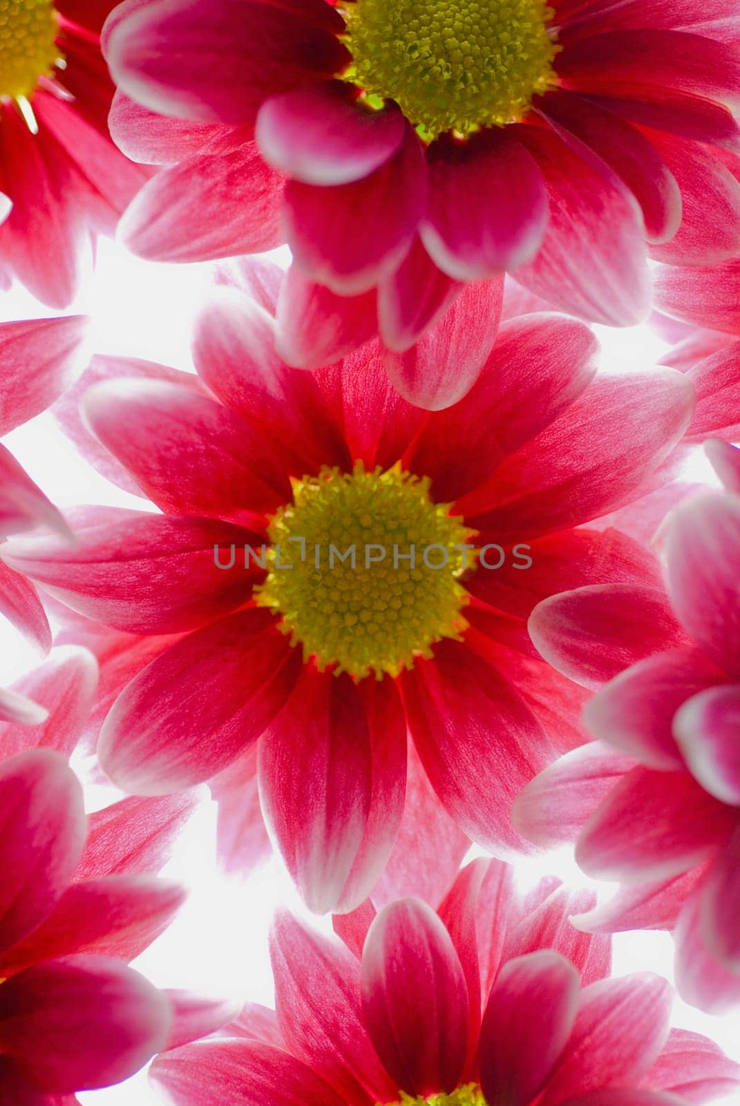 Close_up of red flowers