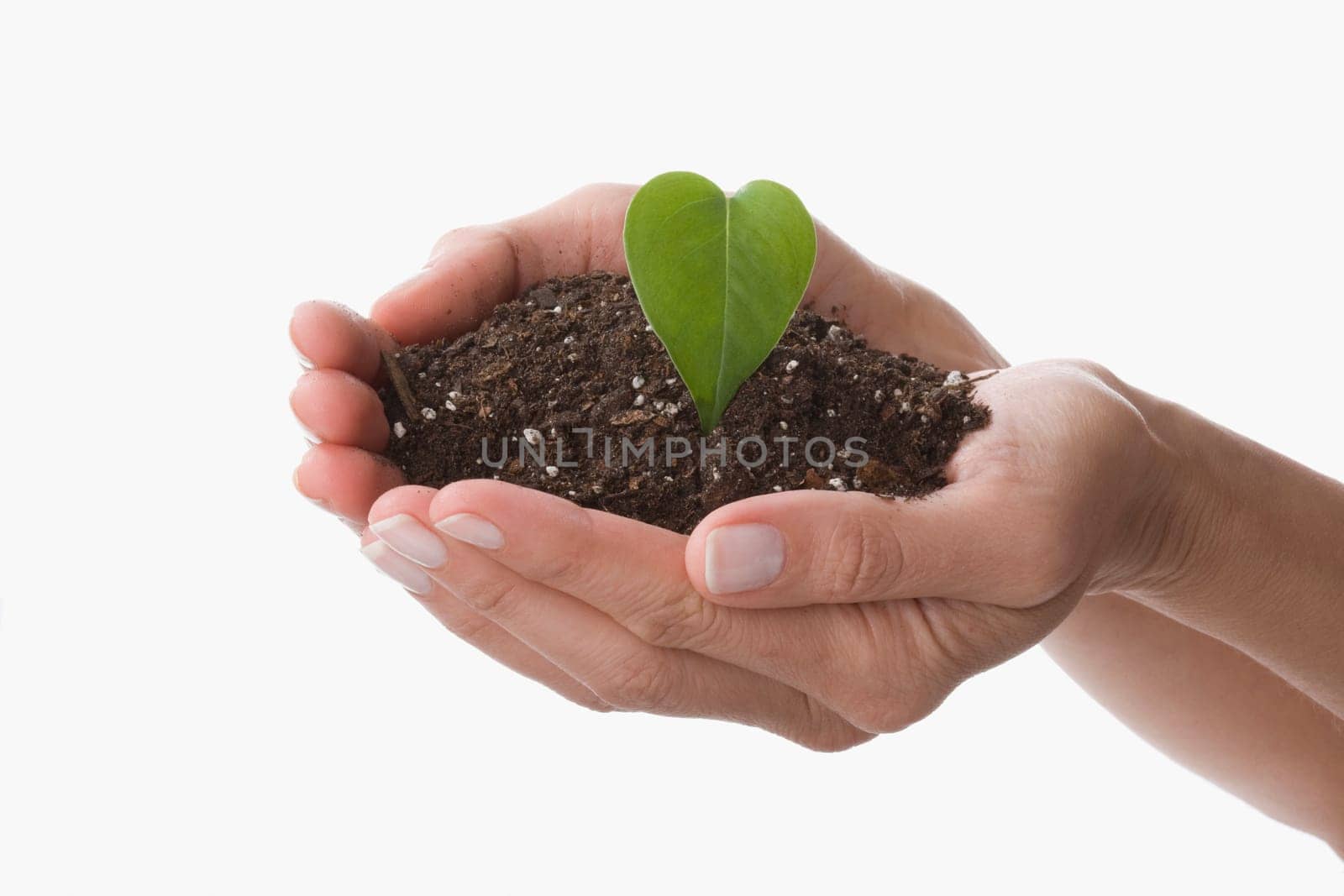 Leaf and compost on a personŽs hands