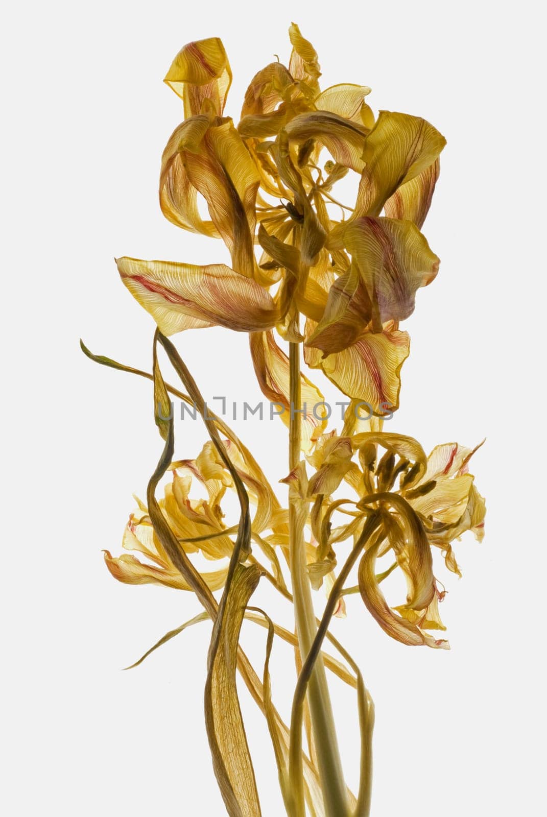 Close_up of dried flowers