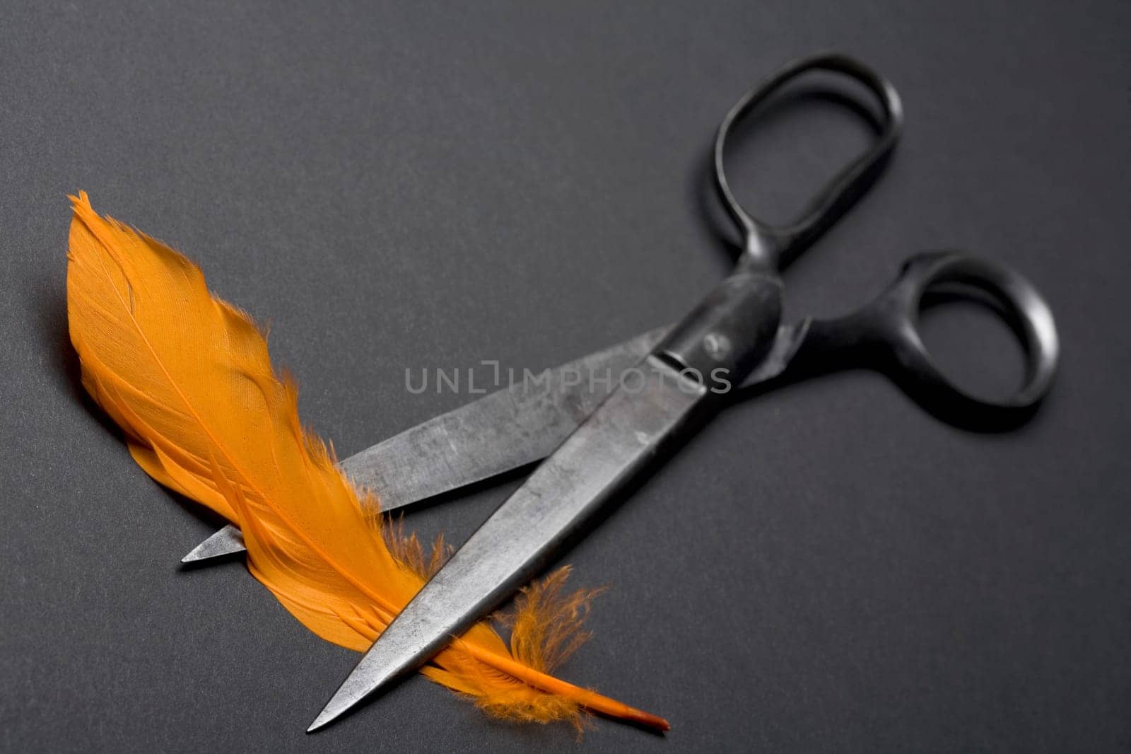 High angle view of a pair of scissors with a feather