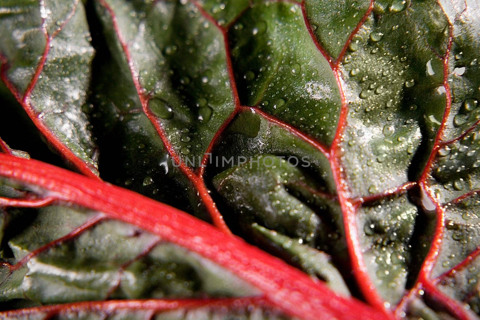 Close-up of a leaf