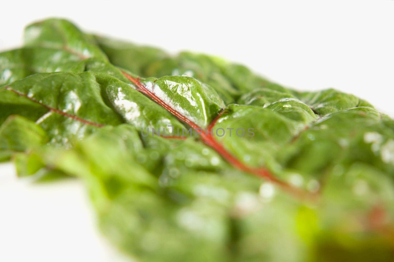 Close-up of a leaf