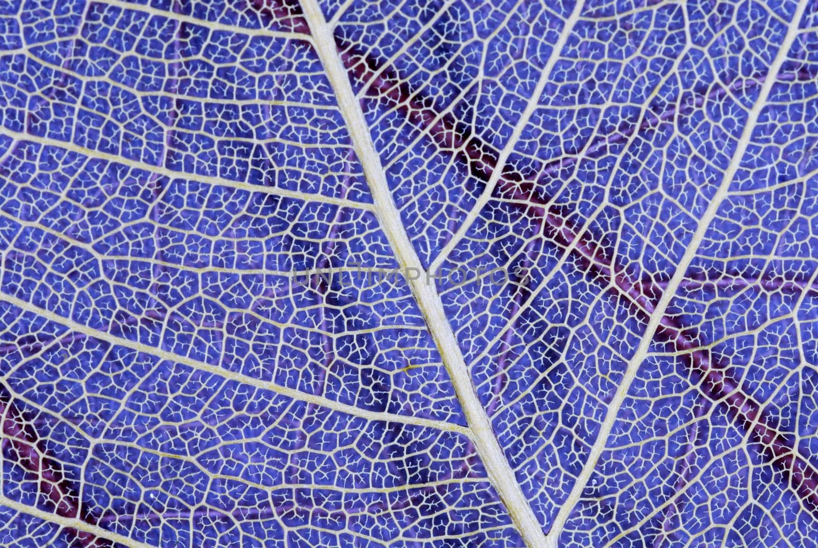 Close-up of a translucent leaf