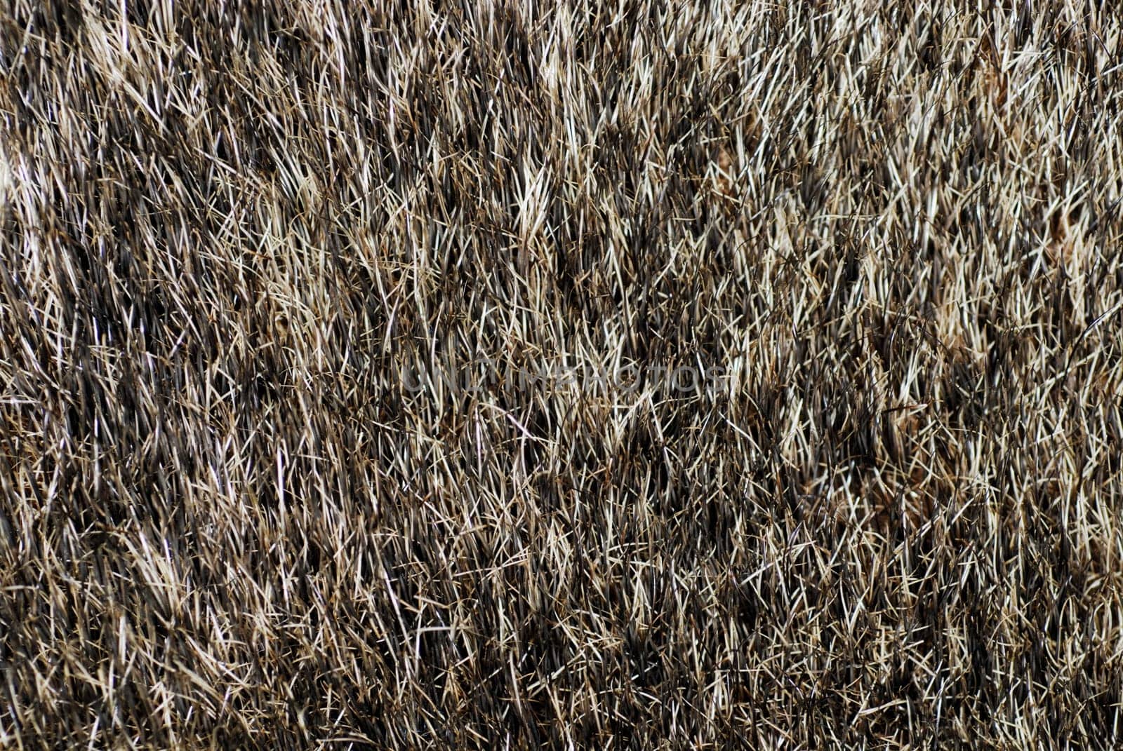 Close-up of dry grass