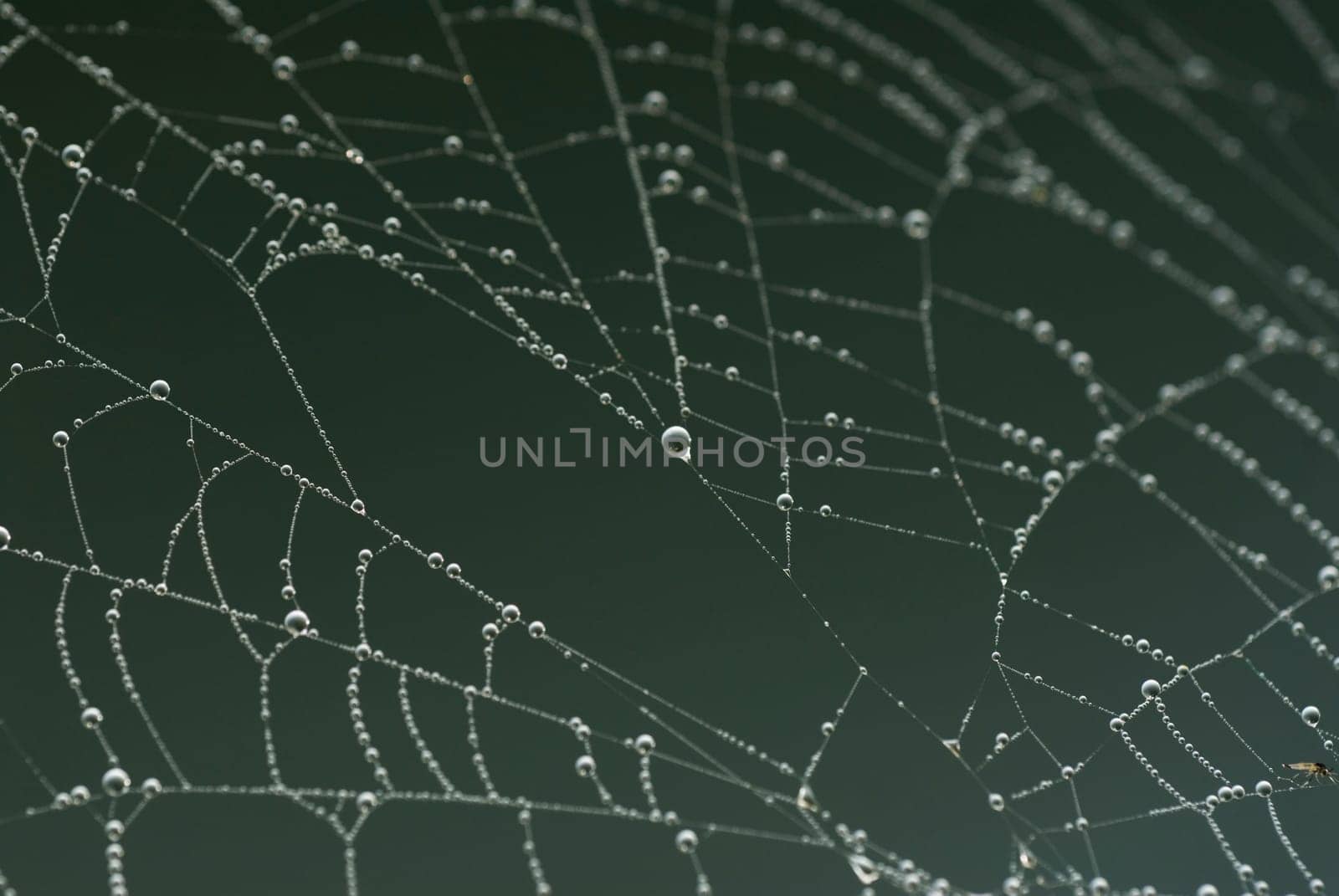 Close-up of dew drops on a spider web