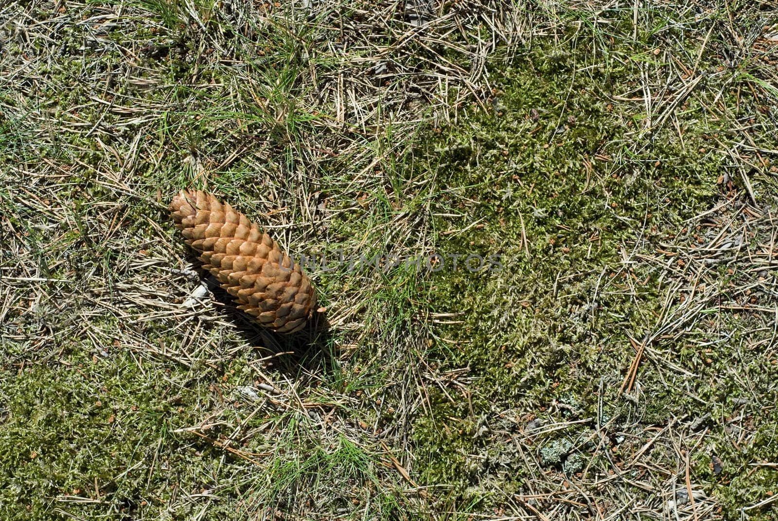 High angle view of a pineapple on grass