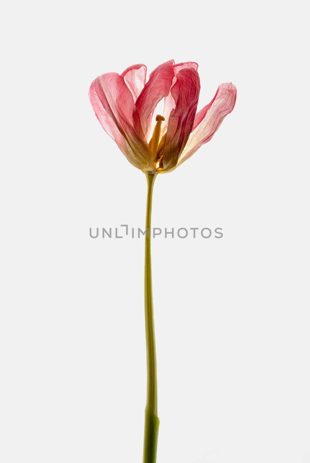 Close_up of a flower