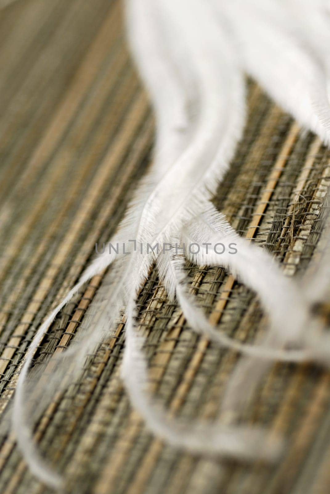 Close-up of dry ostrich ferns
