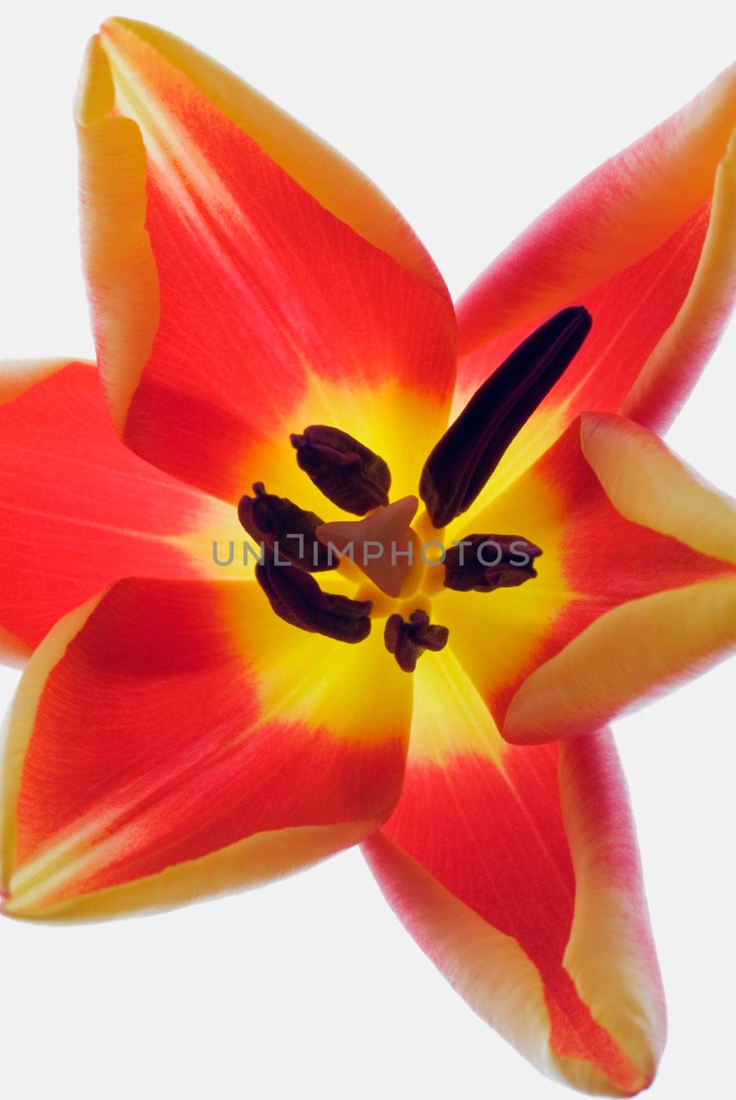 Close_up of a flower