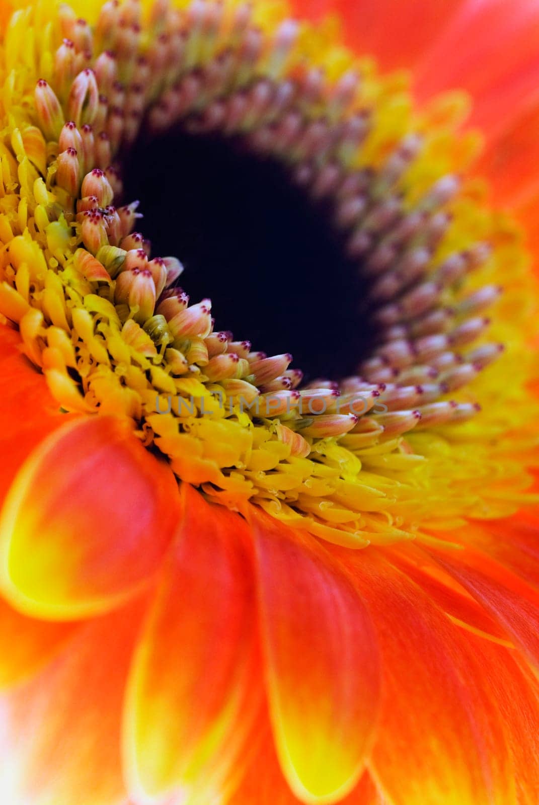 Close_up of a flower