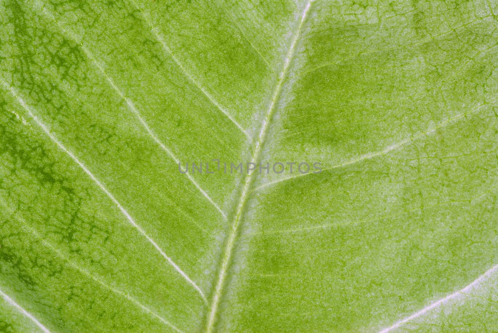 Close_up of a leaf
