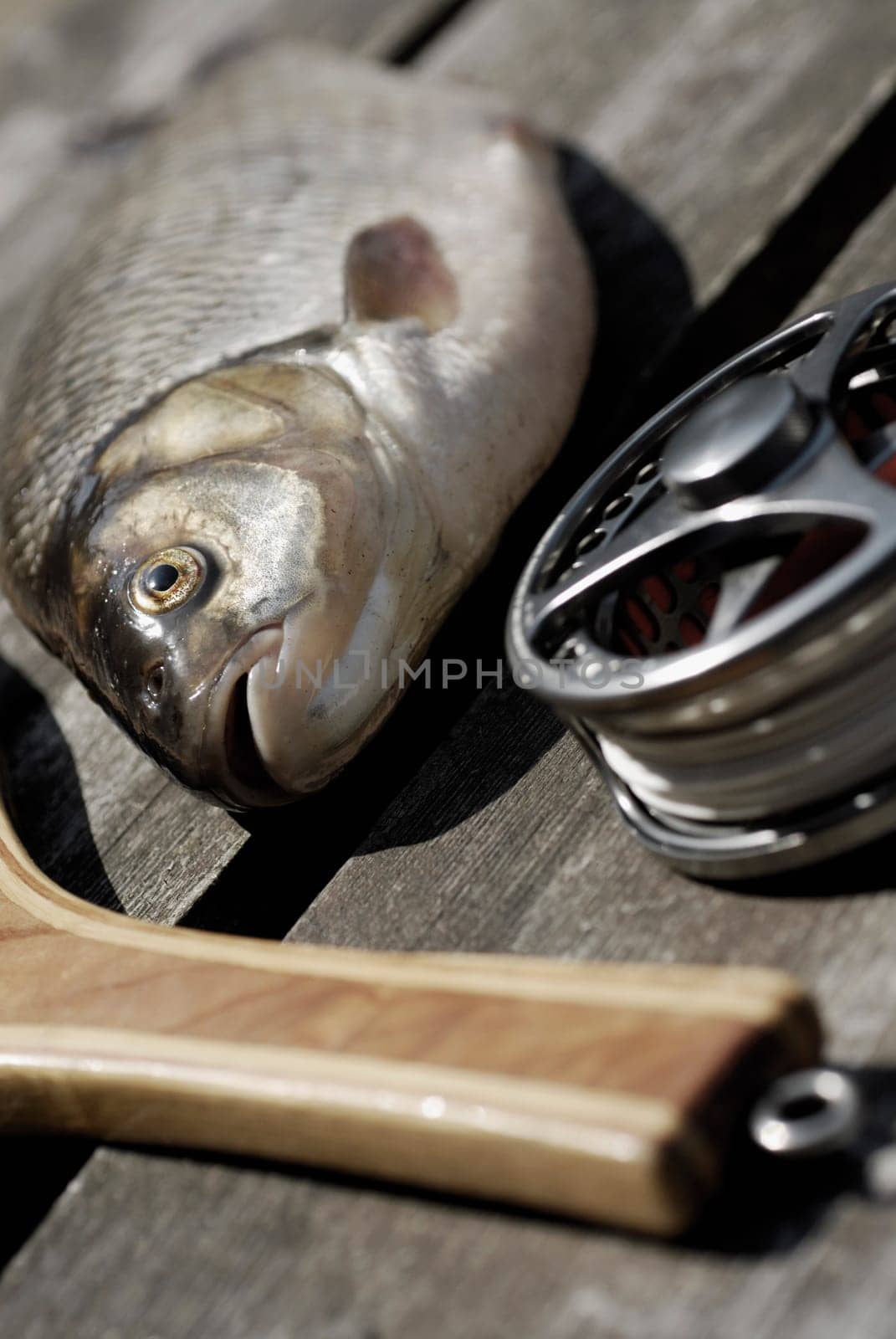 Close-up of a fish and a fishing reel