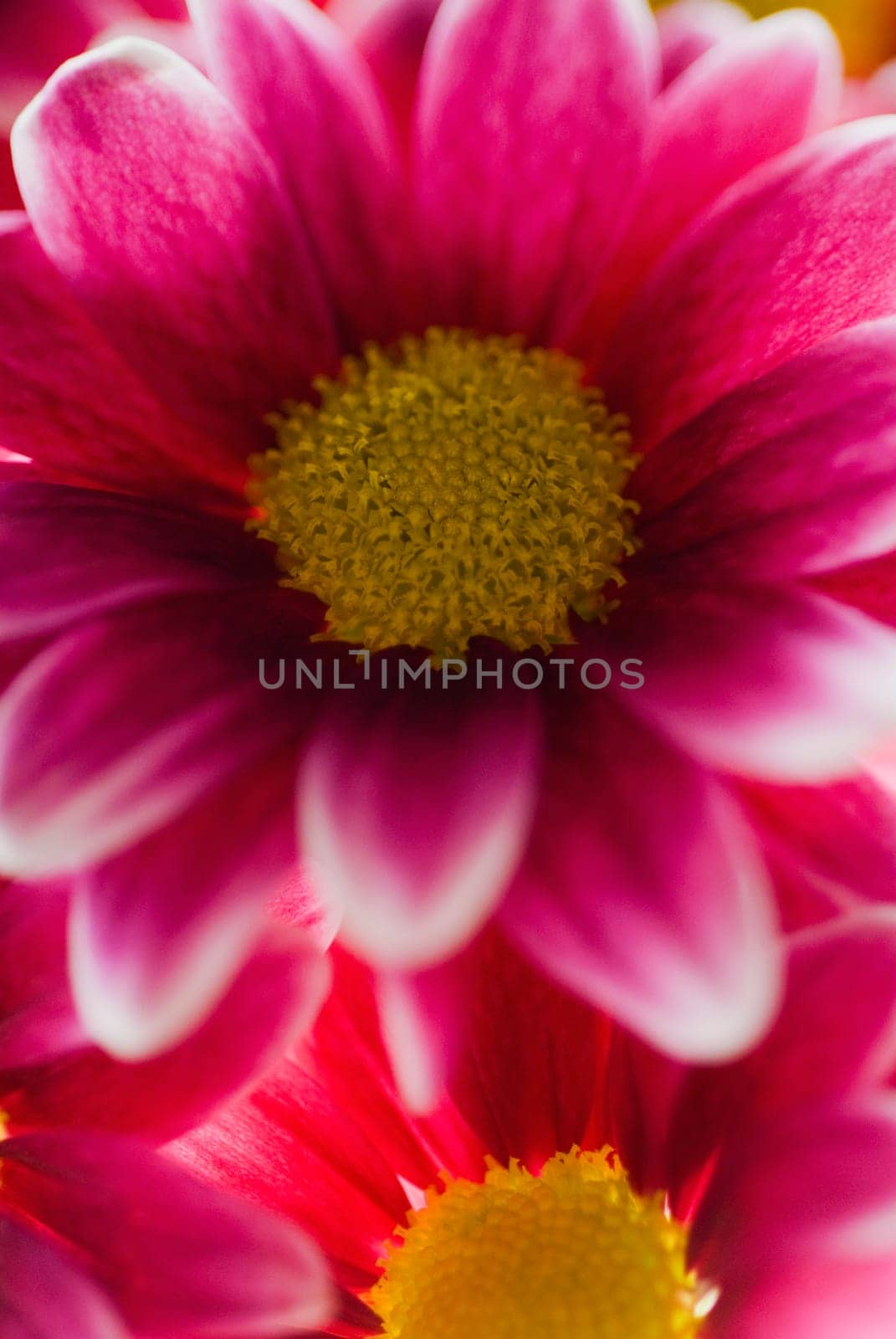 Close_up of flowers