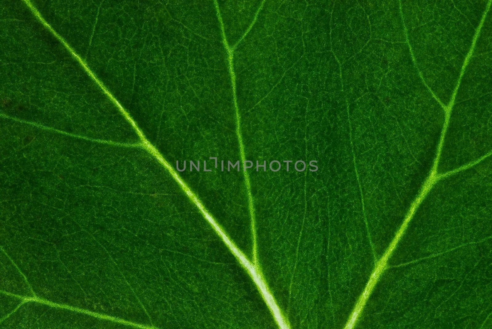 Close_up of a leaf