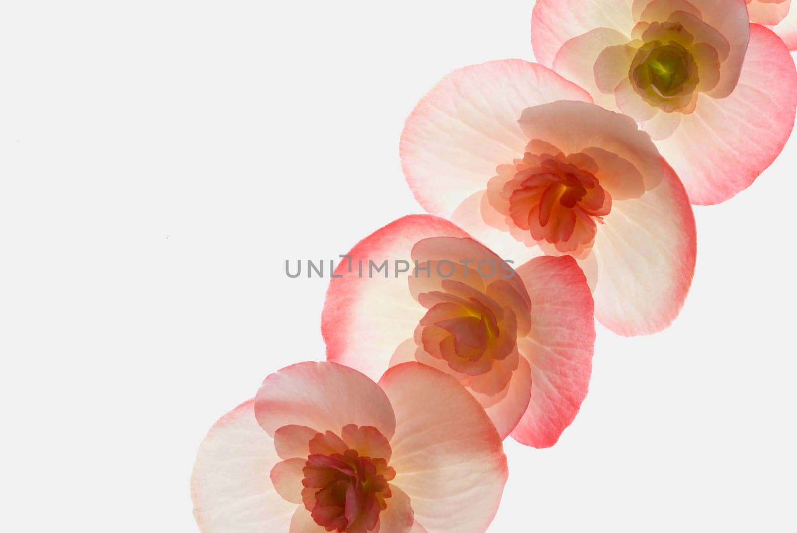 Close_up of flowers