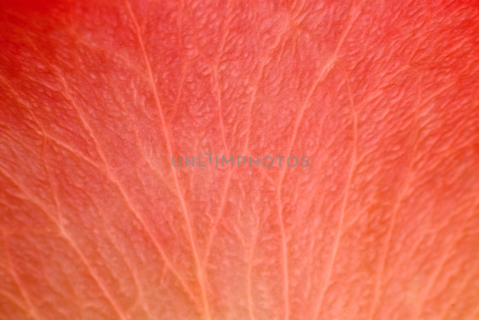 Close_up of a red petal of a flower