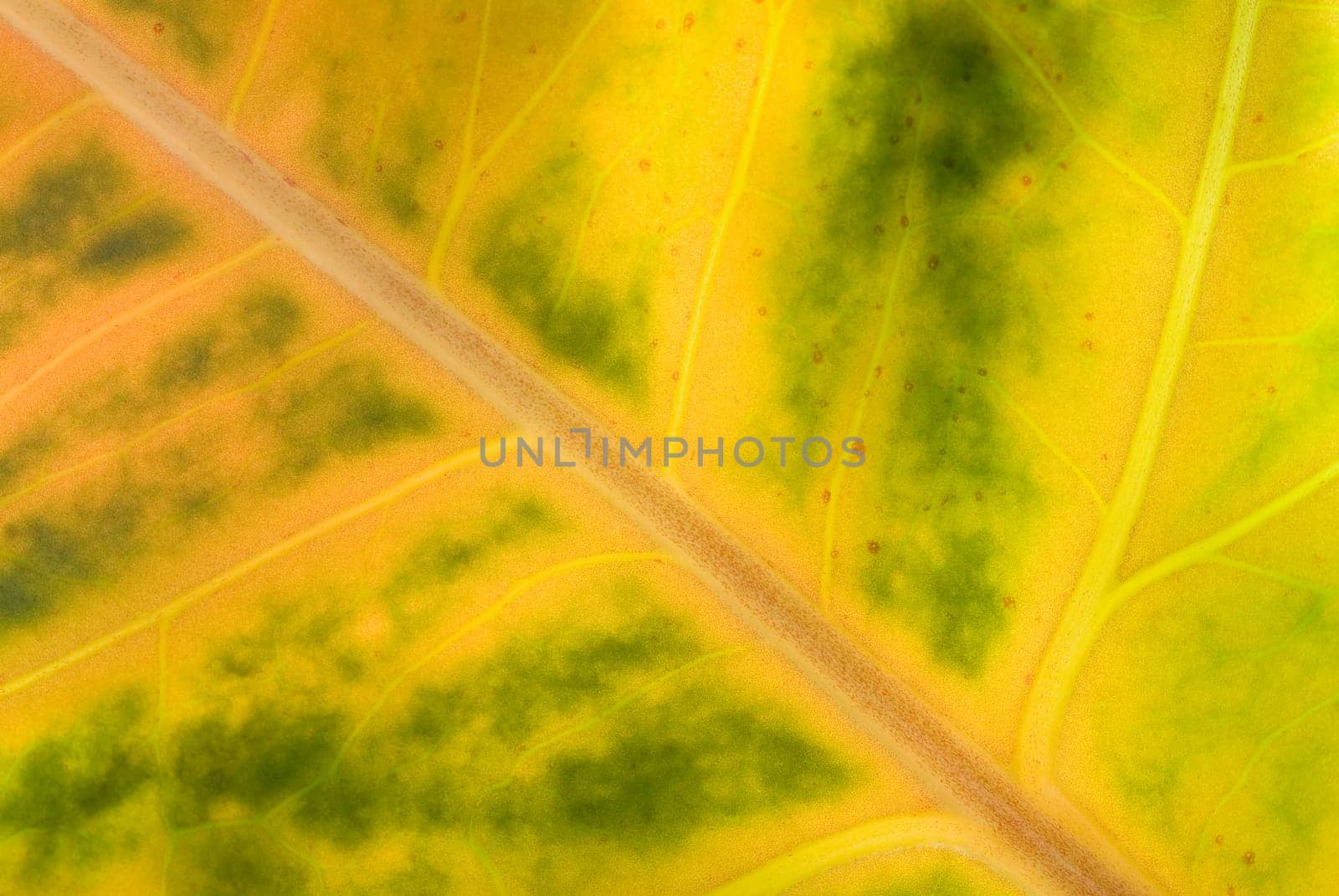 Close_up of a leaf