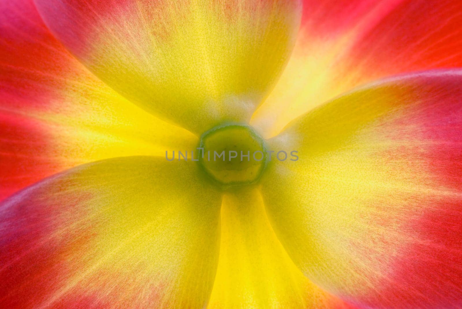 Close_up of a flower