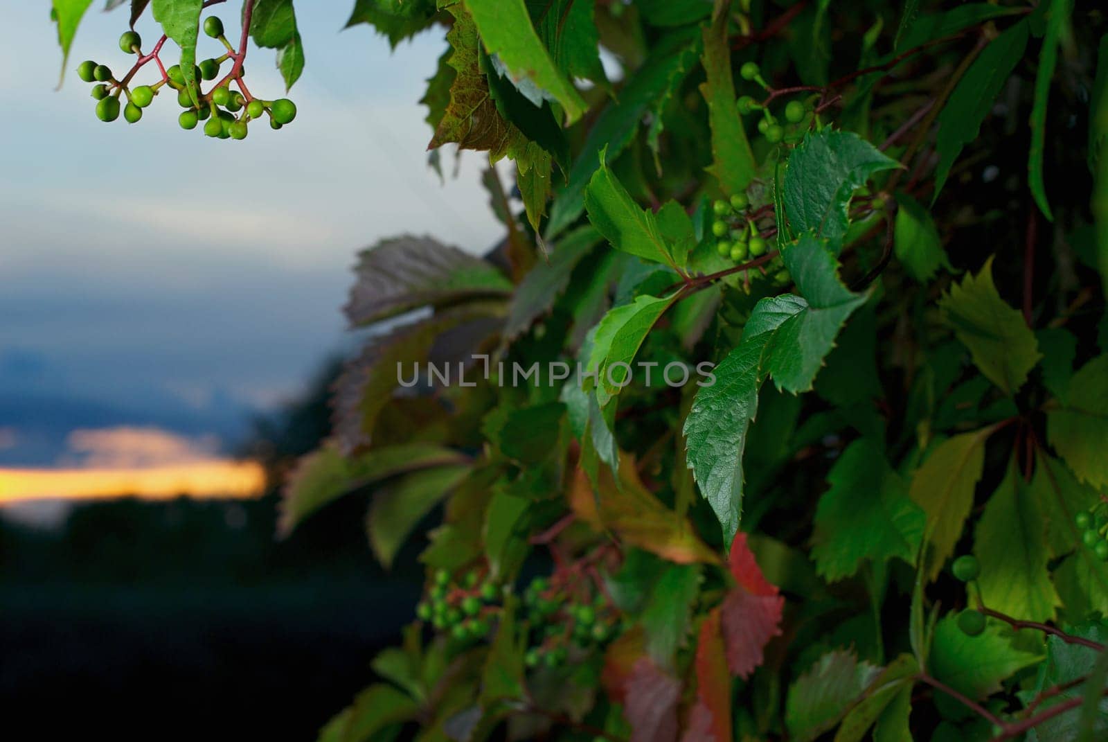 Berries on a plant
