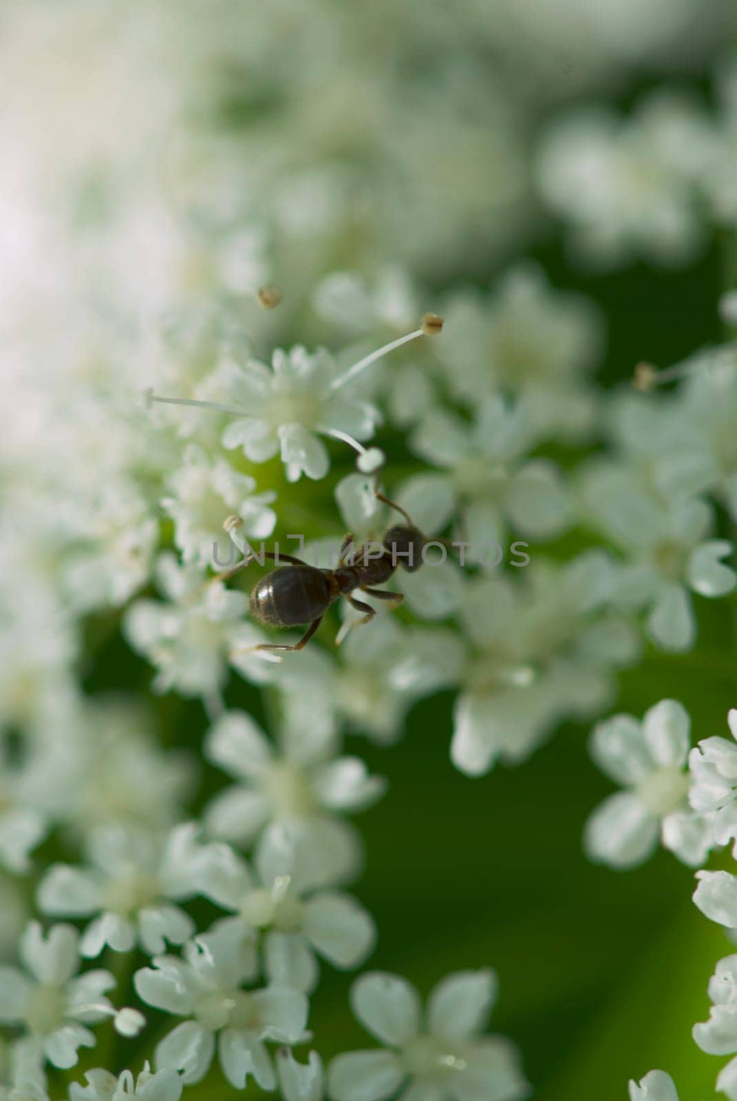 High angle view of an ant on flowers