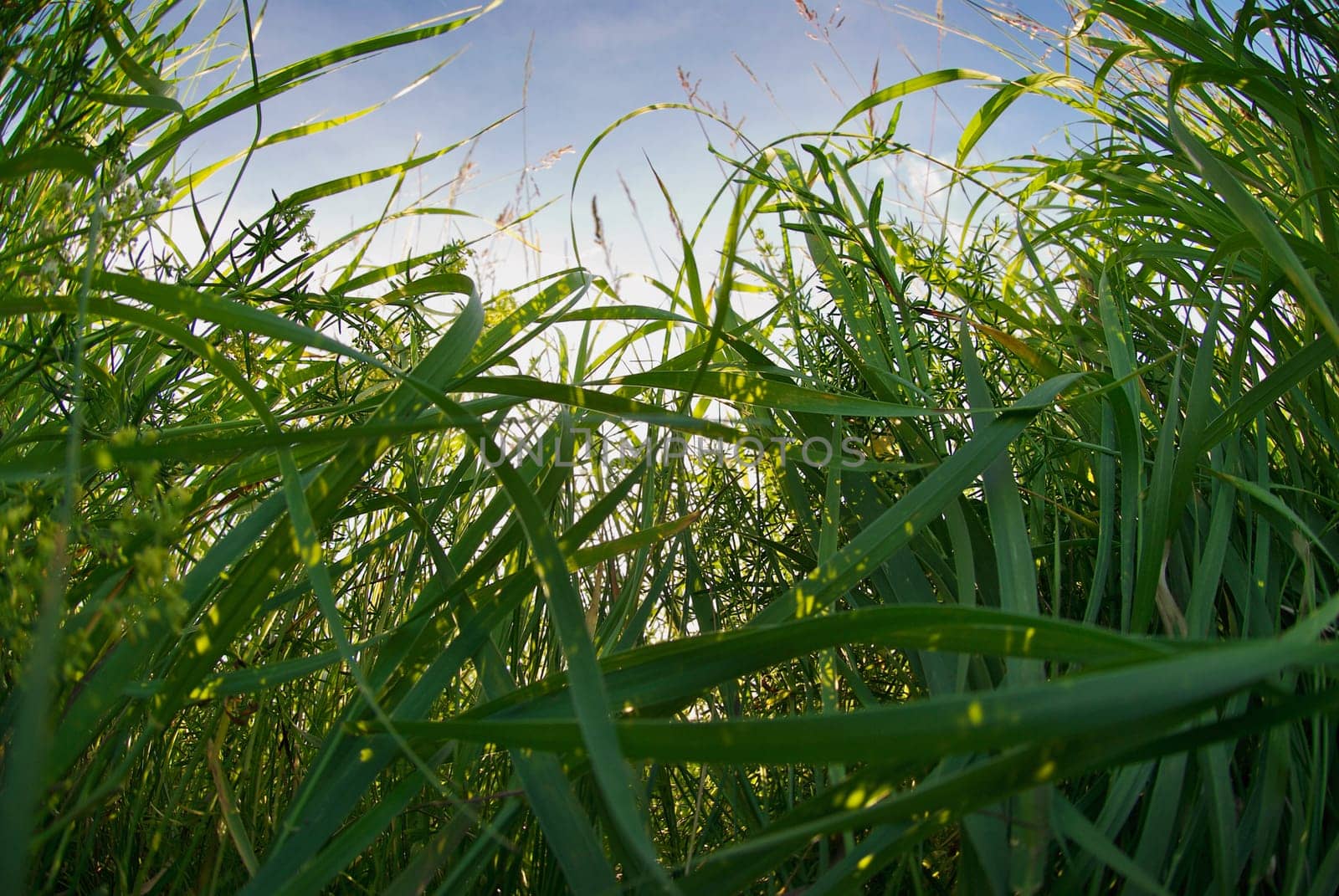 Sugar cane crop in a field