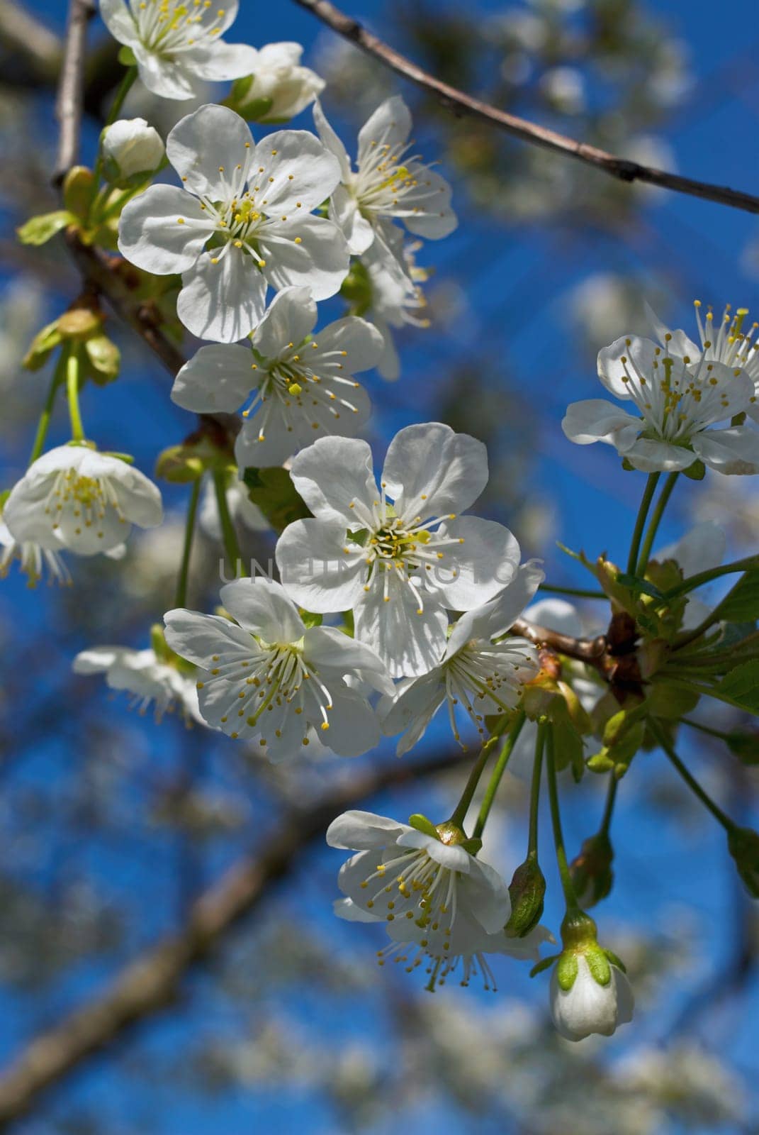 Close_up of flowers