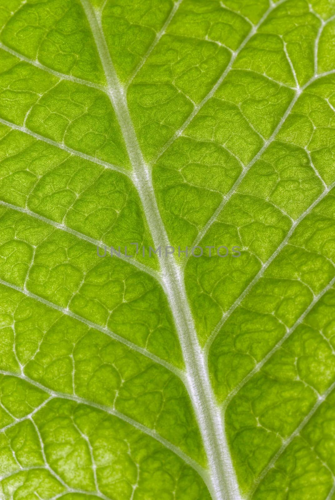 Close_up of a green leaf