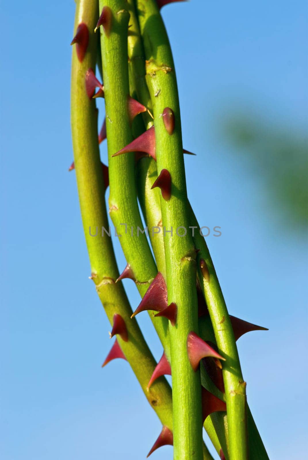 Close_up of thorns on rose stems