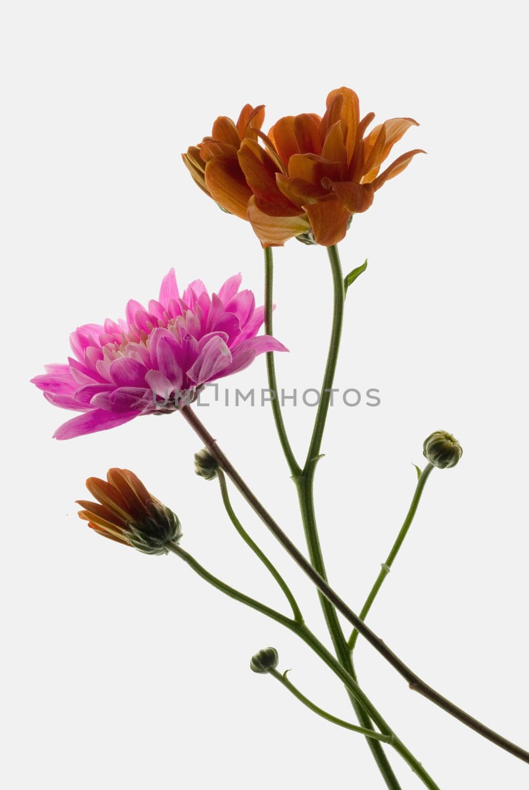 Close_up of flowers
