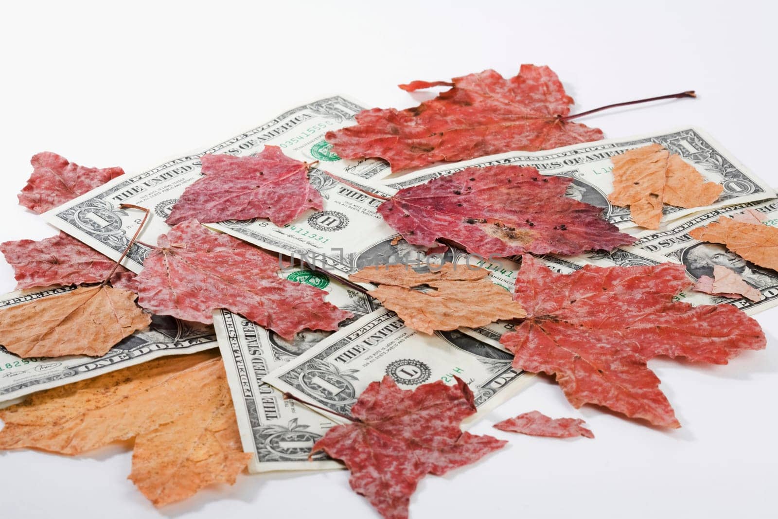 Close_up of leaves and US dollar bills