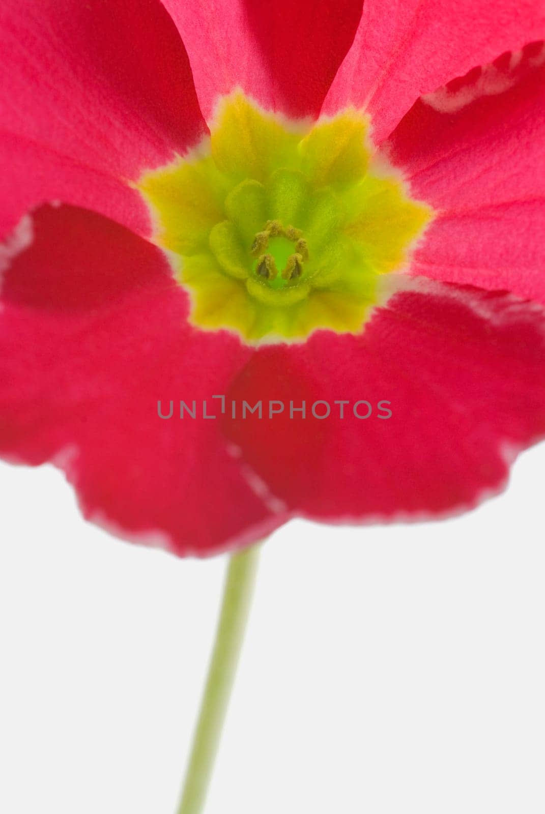 Close_up of a flower