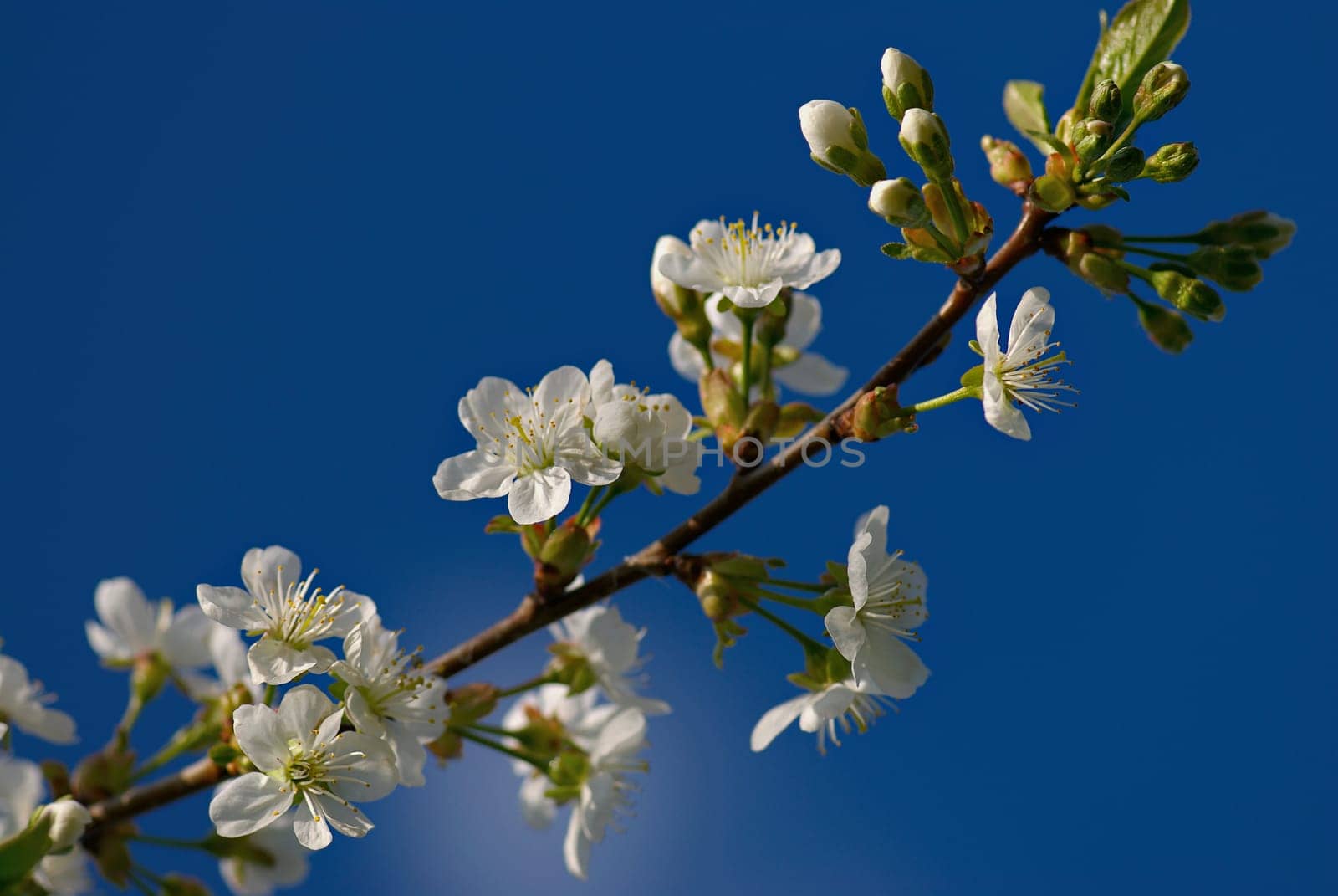 Close_up of flowers