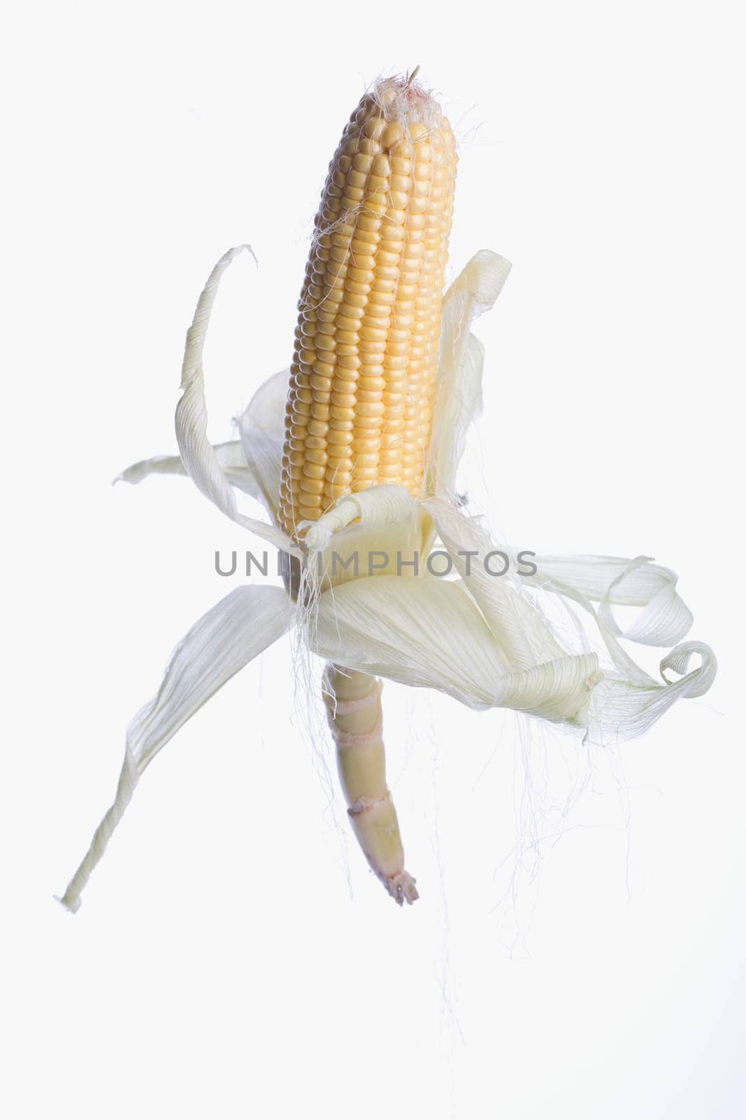 Close_up of a corncob