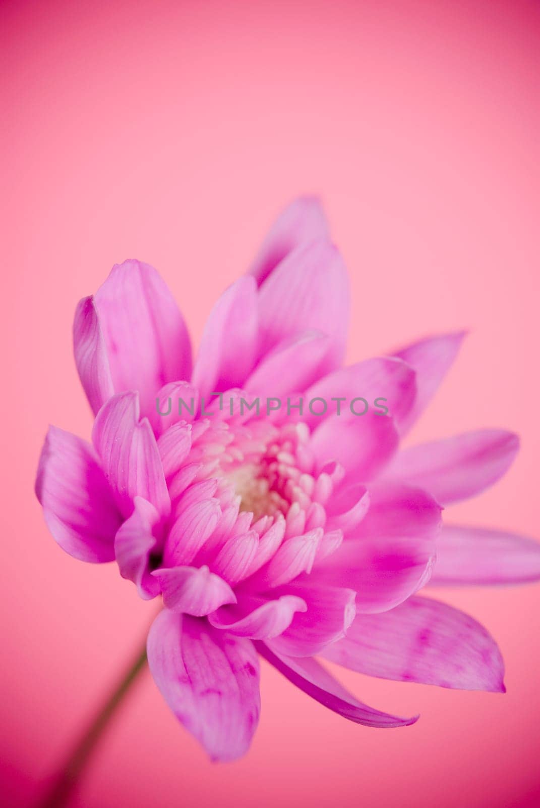 Close_up of a pink flower