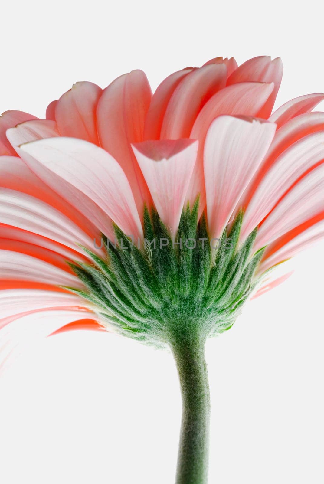 Close_up of a pink flower