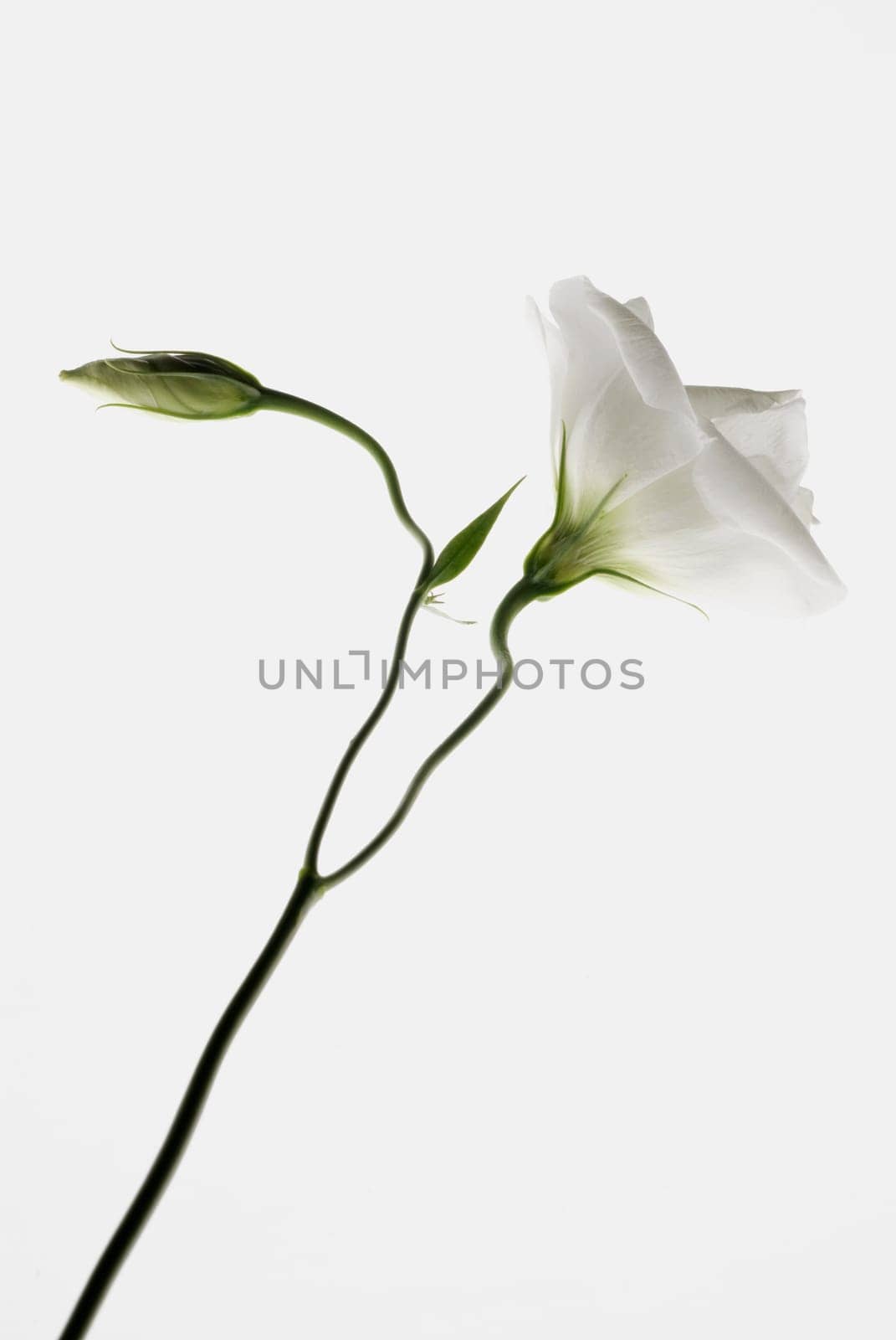 Close_up of a white flower with a bud