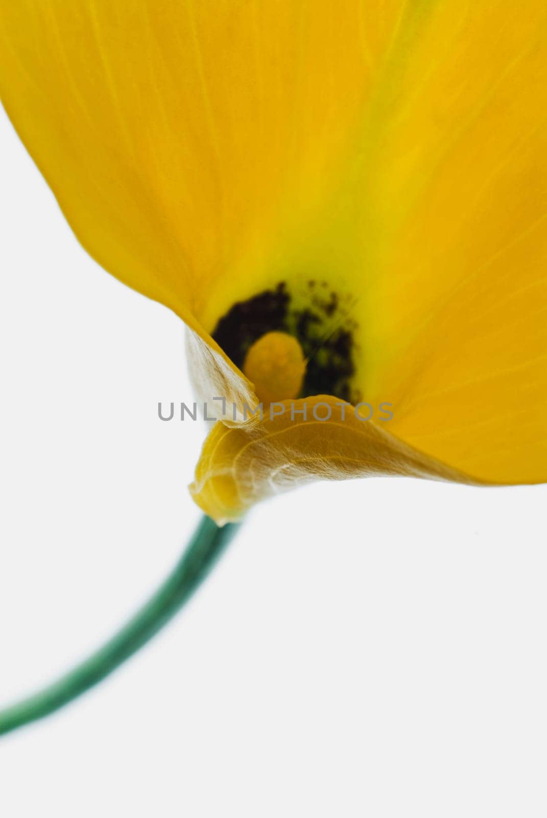 Close_up of a flower