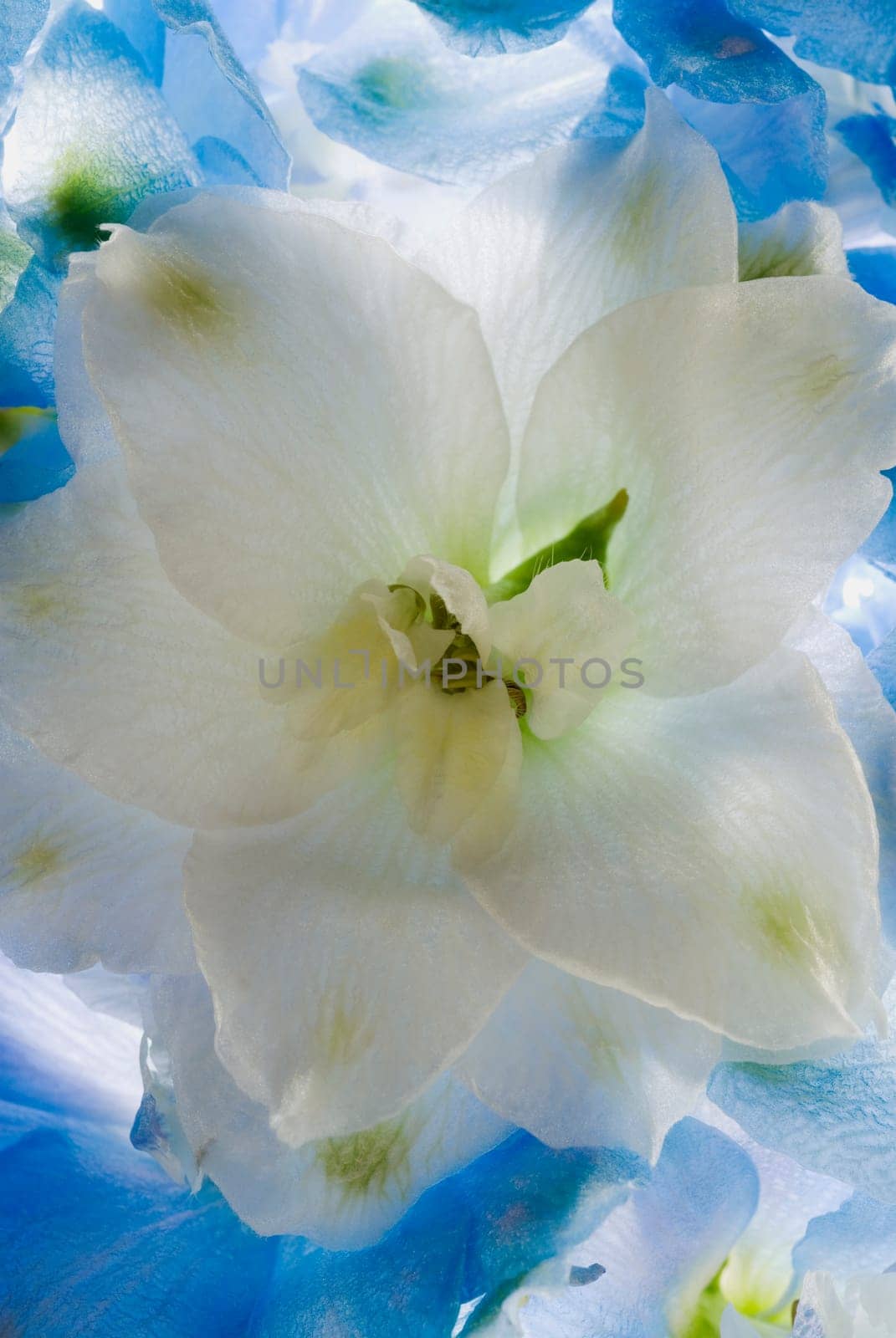Close_up of a flower