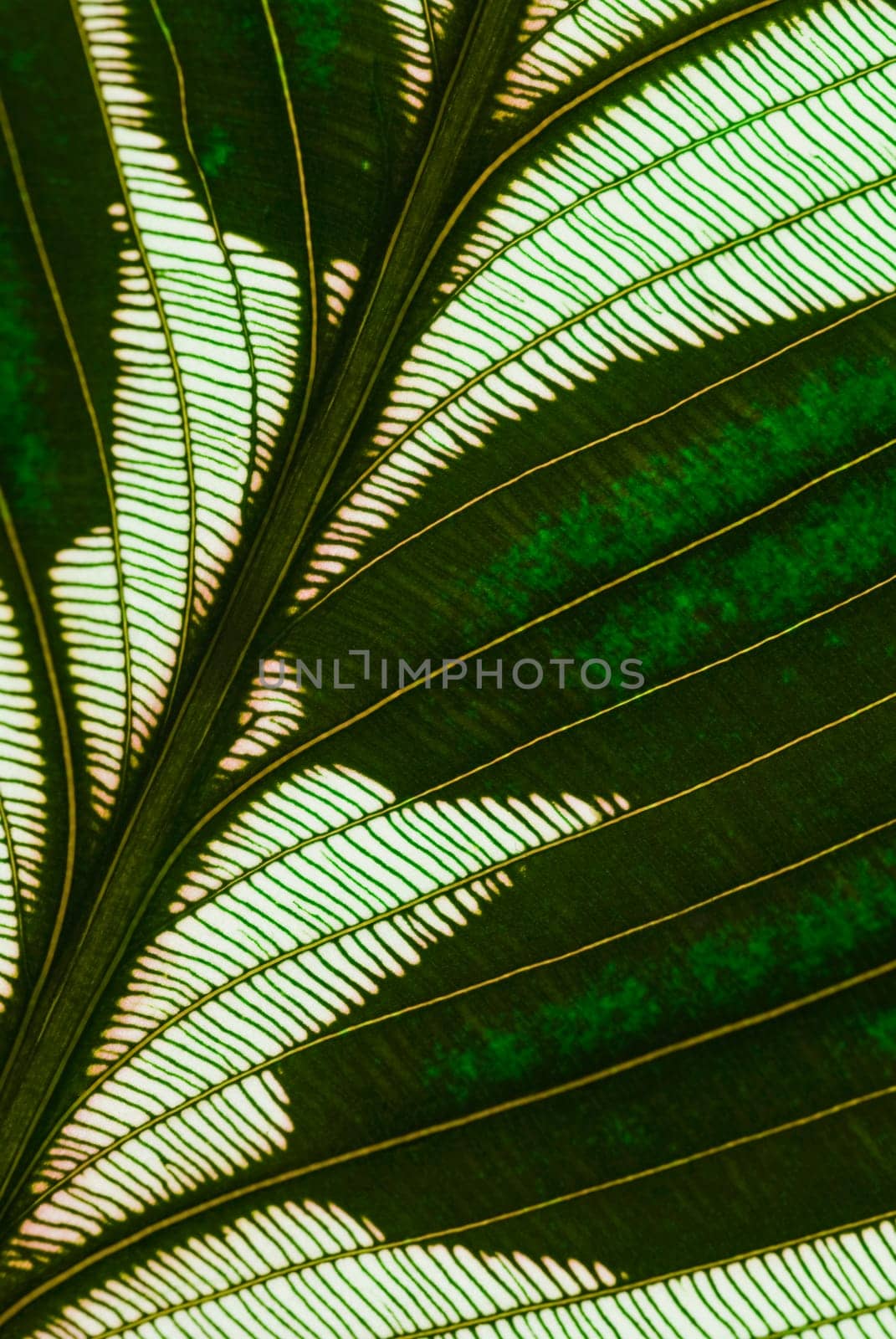 Close_up of a leaf