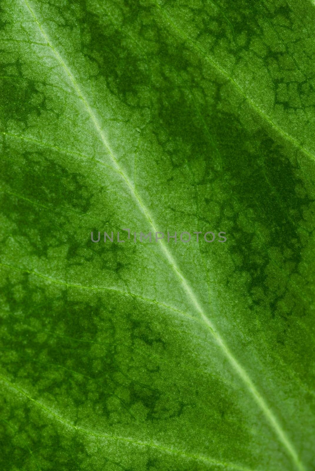 Close_up of a leaf