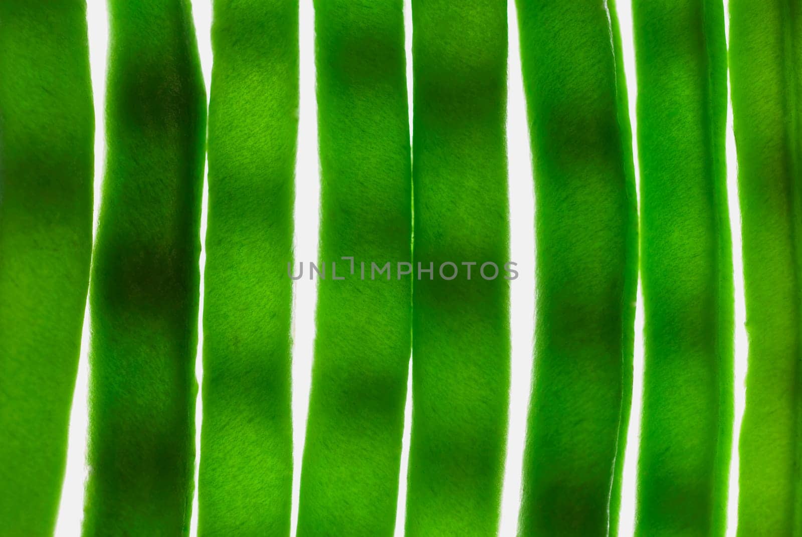 Close_up of leaves