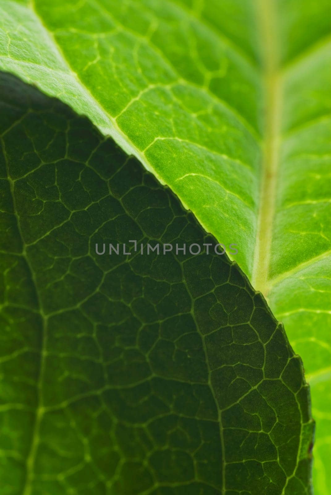 Close_up of leaves
