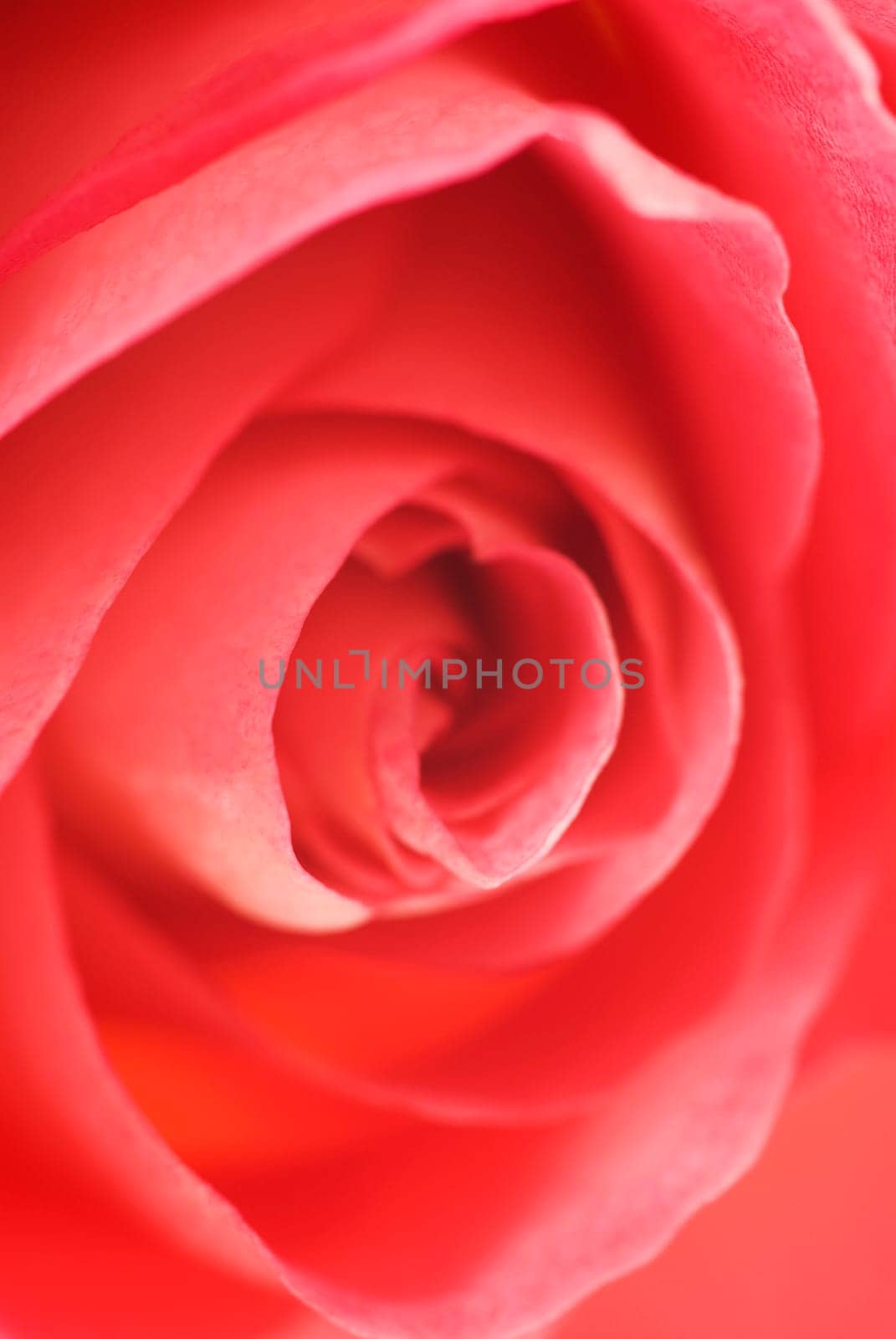Close_up of a red rose