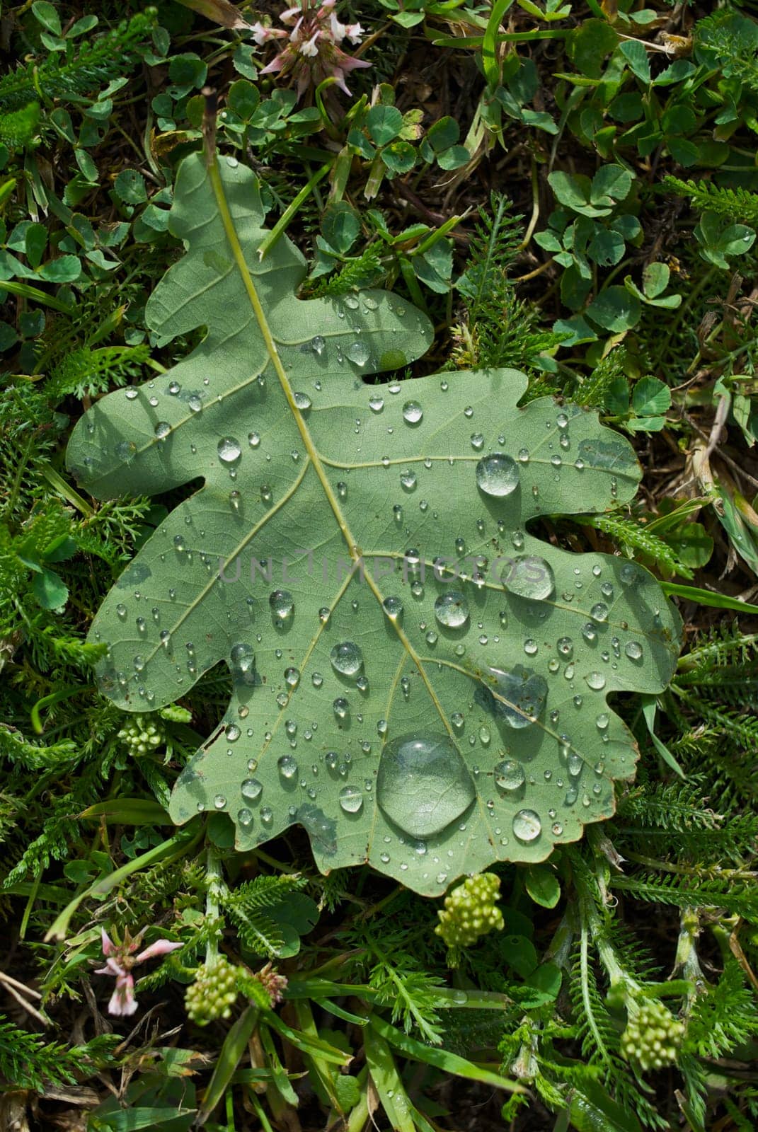 Water drops on a leaf