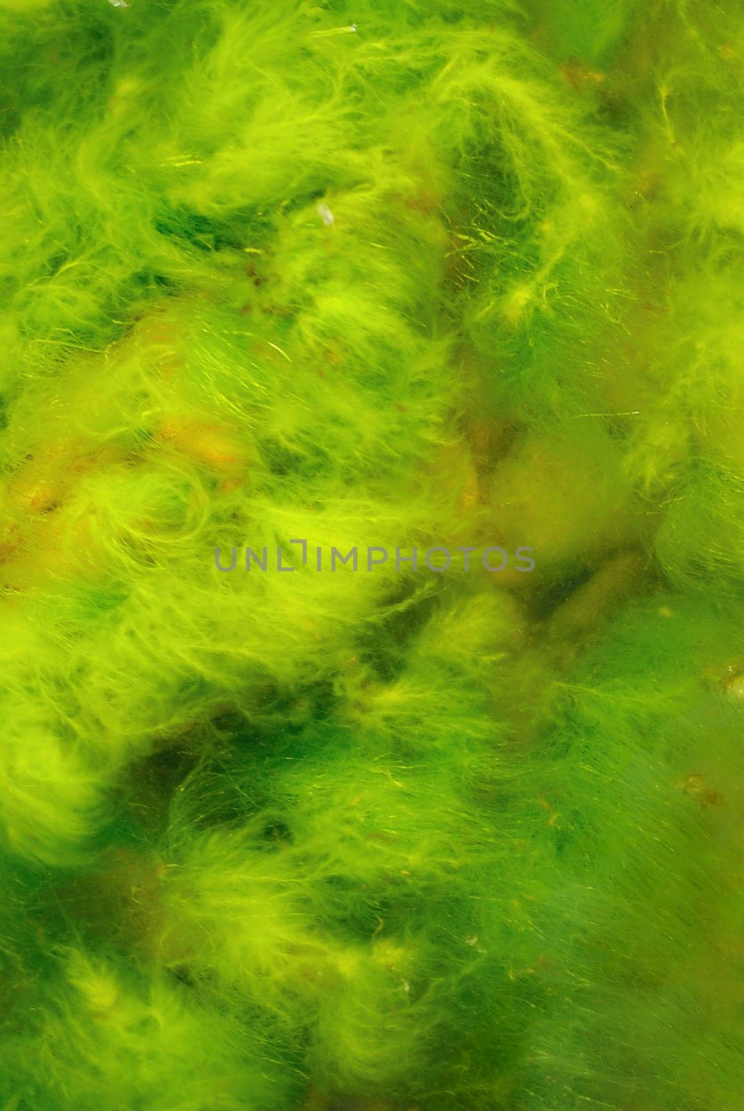 Close-up of moss